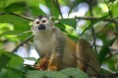 /album/photo-gallery-wildlife1/red-backed-squirrel-monkey-saimiri-oerstedii-manuel-antonia-jpg/